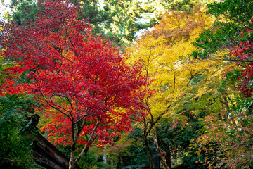 Colorful autumn color in Japan. Maple & ginkgo tree change their leaves color to yellow and red. Concept for autumn and foliage background.