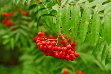 Beautiful rowan branch with red berries in the forest. Natural rowan berries