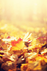 Autumn leaves background. Yellow maple leaf over blurred texture with copy space. Concept of fall...