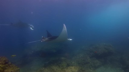 Graceful Manta Rays Group. Pair Of Peaceful Big Mantas Swimming Together. Sea Rays Or Pelagic Filter Feeders Marine Life Gliding Over Cleaning Station In Blue Sea Water & Sunlit Sea Surface
