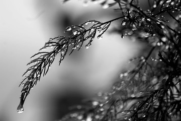 the beautiful view of nature