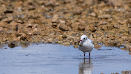 mouette rieuse 
