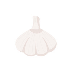 garlic isolated on white background. Vector illustration.