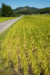 山をバックに田んぼの稲