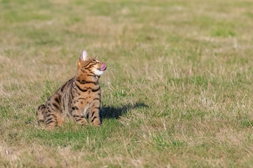 Fototapeta premium Bengal cat sitting in the garden, beautiful portrait of a pet