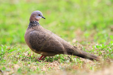 Pigeon bird on the street
