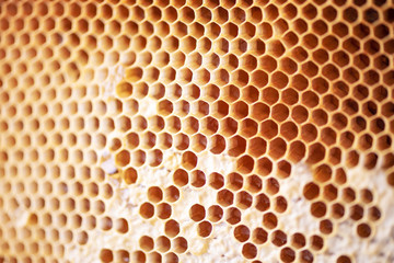 Honeycomb with cells full of fresh honey. Macro photography.