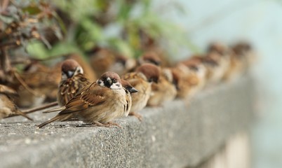 A group of cute little passer montanus birds resting on the street