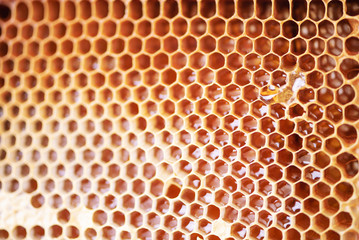 Wooden frame with honeycomb full of honey. Close up background for design. Macro. Honey beehive