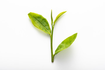 生茶葉 白バック クローズアップ