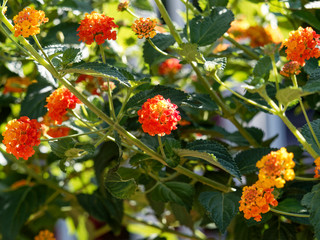 Lantana camara or common lantana, ornamental shrub with combination of orangish, reddish and yellow small tubular shaped flowers clusters