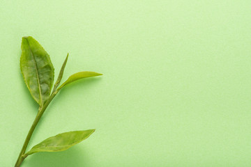 生茶葉 緑色 コピースペース