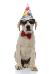 cool labrador retriever puppy wearing birthday hat, sunglasses and  bowtie