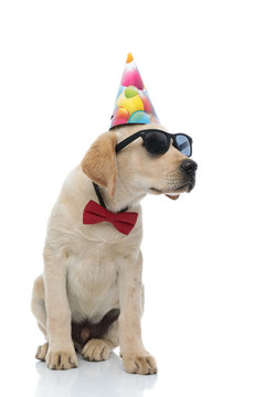 labrador retriever wearing red bow tie, sunglasses  and party hat