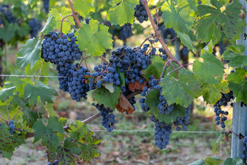 Vendemmia in oltrepo pavese uva e vigneti