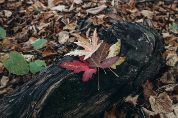 autumn leaves on the ground