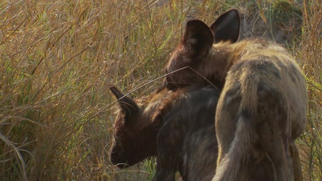 African wild dog biting the ear of its sibling, playing and displaying dominance in the pack.