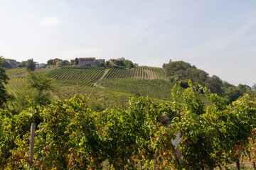 Vendemmia in oltrepo pavese uva e vigneti
