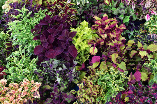 Coleus. Red, yellow, green, orange leaves,  coleus plants with their bright colors.  