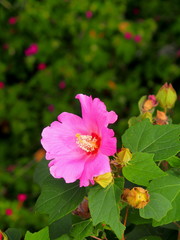 用水路土手に咲くピンクの芙蓉の花