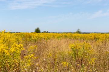 Wild growing colony of flowering Canadian goldenrod against sky