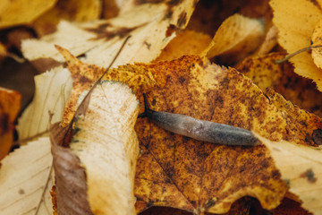 autumn leaves on wooden background