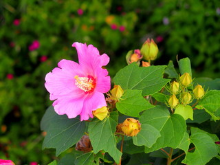 用水路土手に咲くピンクの芙蓉の花