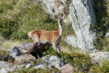 Portrait of red deer in Alps mountains (Cervus elaphus)