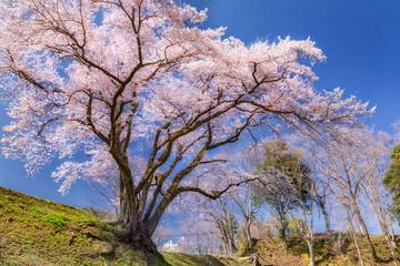Obraz na płótnie Canvas 埼玉県・寄居町 春の鉢形城址の大桜の風景