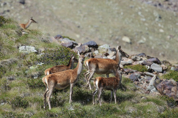 Portrait of red deer in Alps mountains (Cervus elaphus)