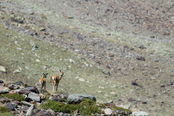 Portrait of red deer in Alps mountains (Cervus elaphus)