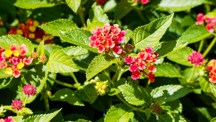 Lantana camara or common lantana, ornamental shrub with combination of pinkish, reddish and yellow flowers clusters