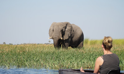 Elephants roaming in the wetlands of the Okavango Delta in Botswana, Africa.