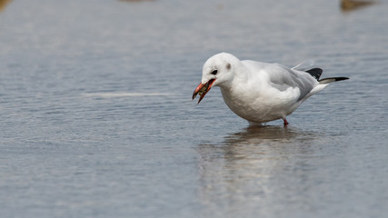 mouette rieuse "chroicocephalus ridibundus"