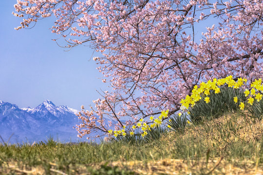 山梨県・わに塚の桜と八ヶ岳