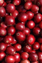 close up of fresh coffee beans for background  