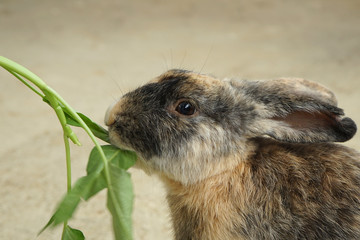 feeding bunnys