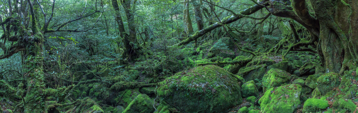鹿児島県・屋久島町 春の苔むす森のパノラマ風景