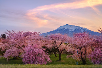 青森県・板柳町 桜と残雪の岩木山の夕暮れの風景
