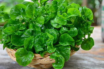 green leaves of salad