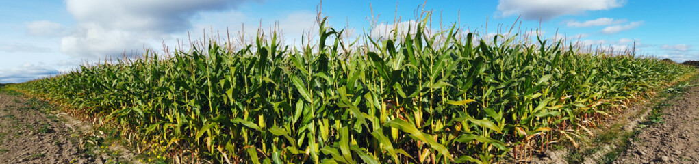 field with corn stalks on a summer day. Panorama