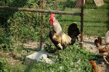 Gallo ruspante