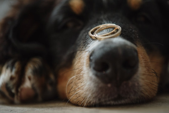 dog ring wedding