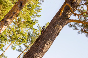 small woodpecker woodpecker sits on a tree