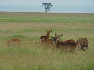 kenia