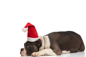 side view of cute santa american bully lying