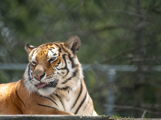 A portrait of a Young Siberian Tiger in the Zoo.