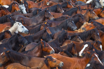 A Rapa das Bestas, Sabucedo, Pontevedra, Galicia