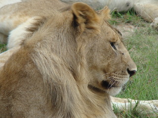 kenia