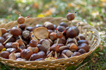 Group of fresh chestnuts on shallow wicker basket with dry colorful autumn leaves in green grass, nuts one by one on basket